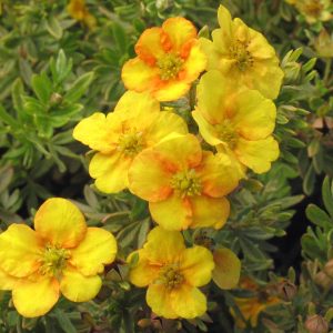 Potentilla fruticosa 'Mango Tango'