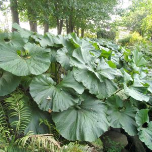 Petasites japonicus 'Giganteus'