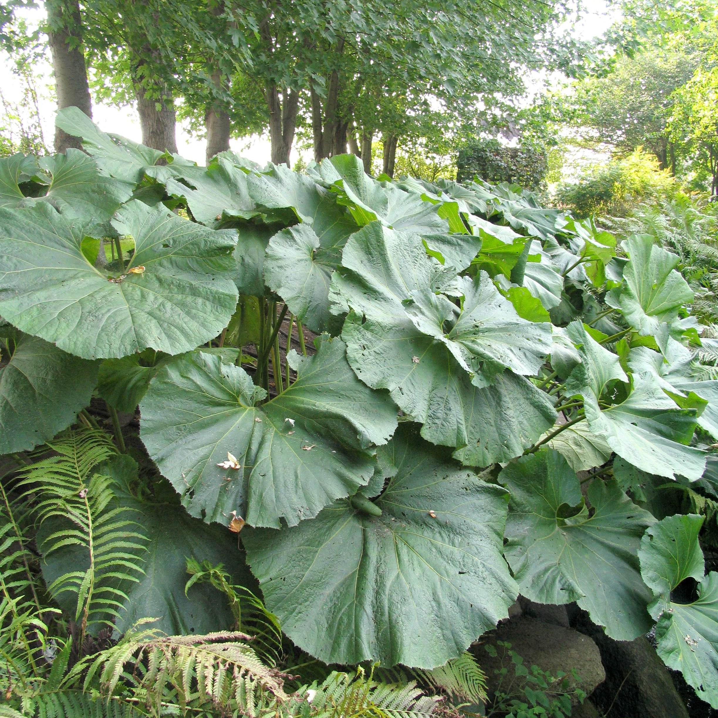 Petasites japonicus 'Giganteus'