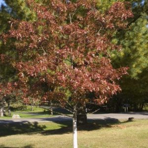 Quercus ellipsoidalis 'Majestic Skies'