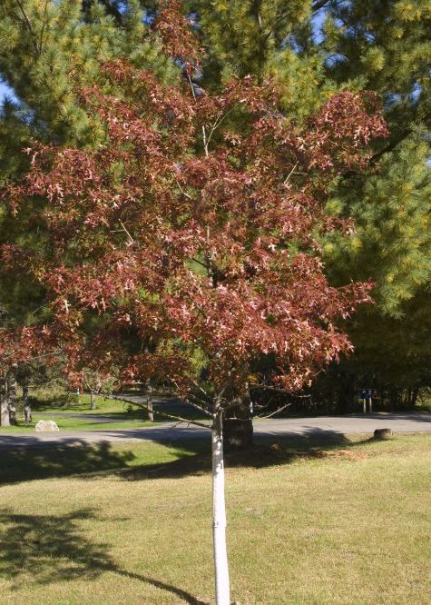 Quercus ellipsoidalis 'Majestic Skies'