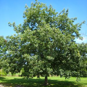 Quercus rubra