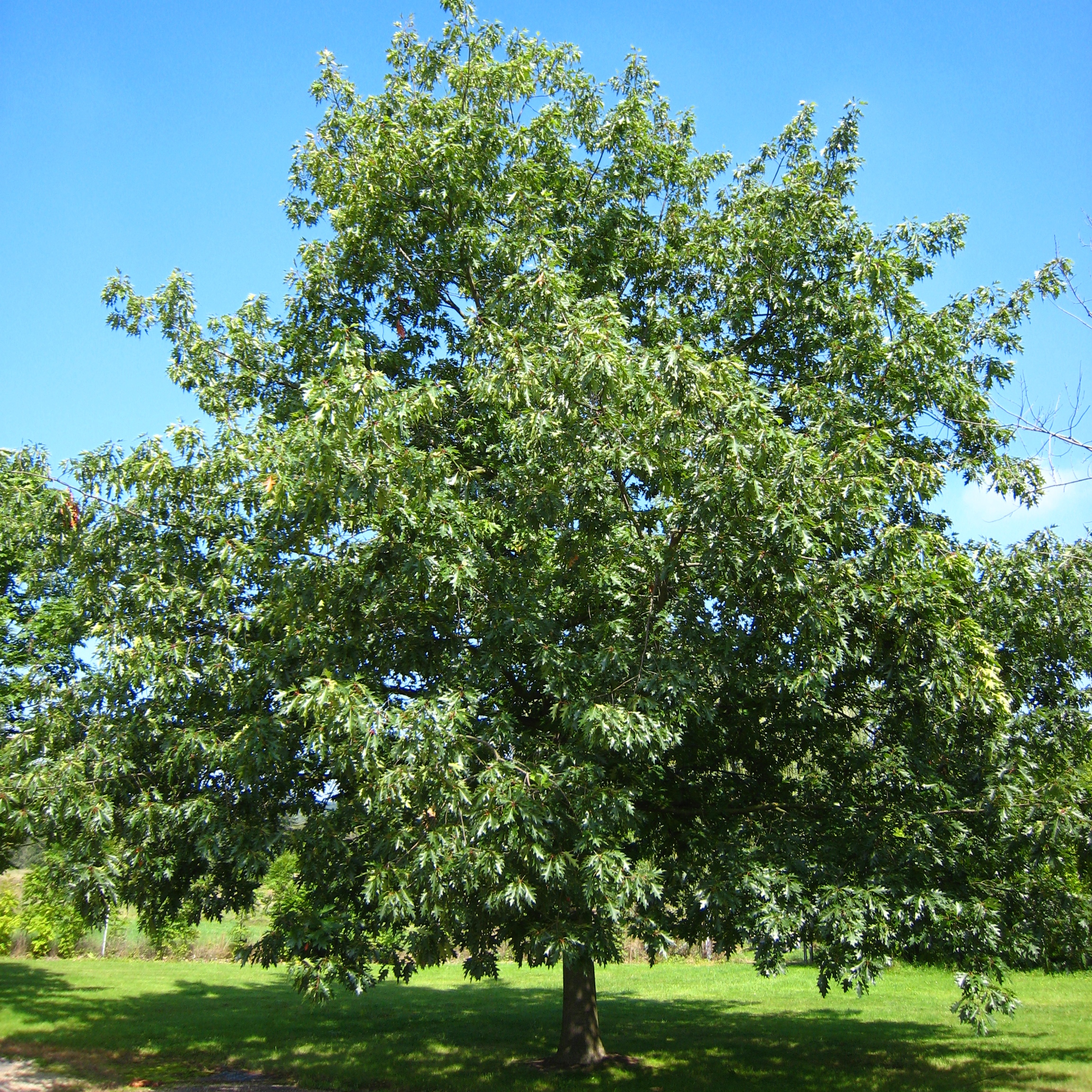 Quercus rubra
