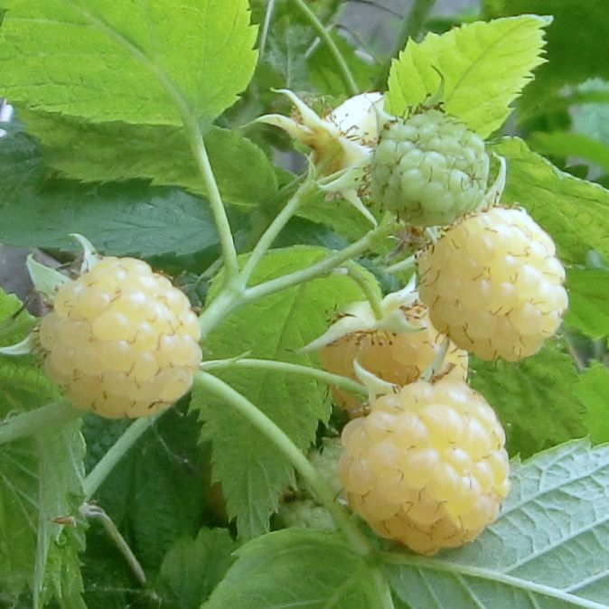Rubus 'Anne'