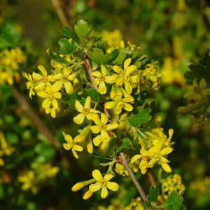 Ribes aureum