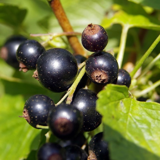 Ribes 'Black Down'