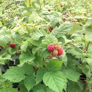 Rubus 'Boyne'
