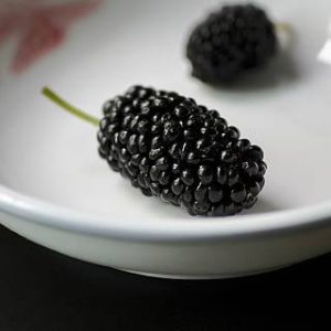 Rubus 'Columbia Giant'