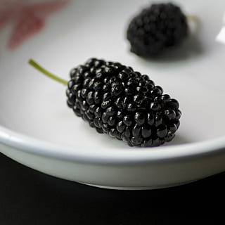 Rubus 'Columbia Giant'