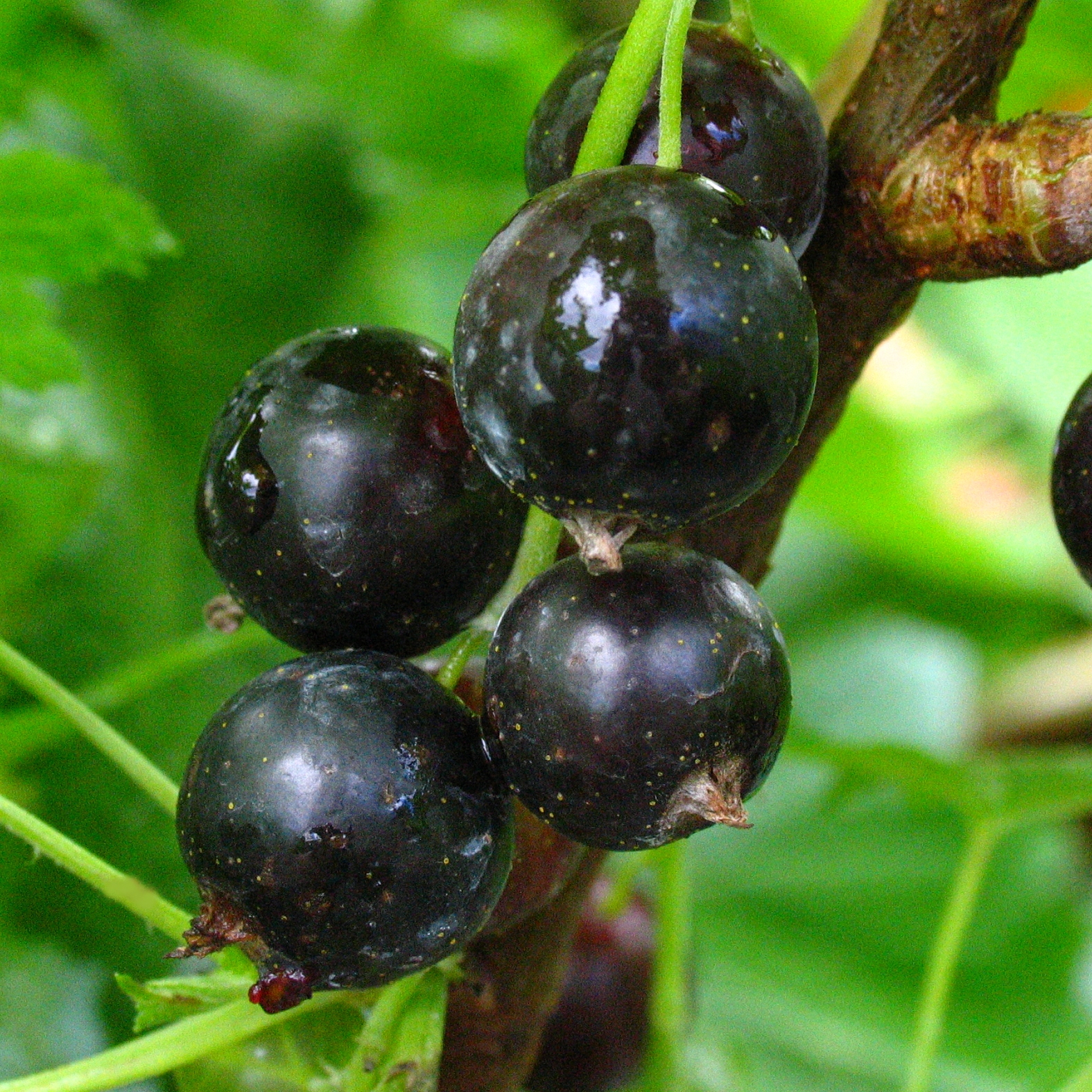 Ribes 'Consort'