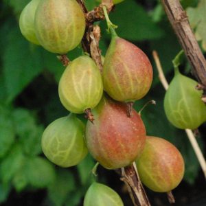 Ribes 'Captivator'