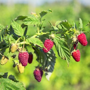 Rubus 'Caroline'