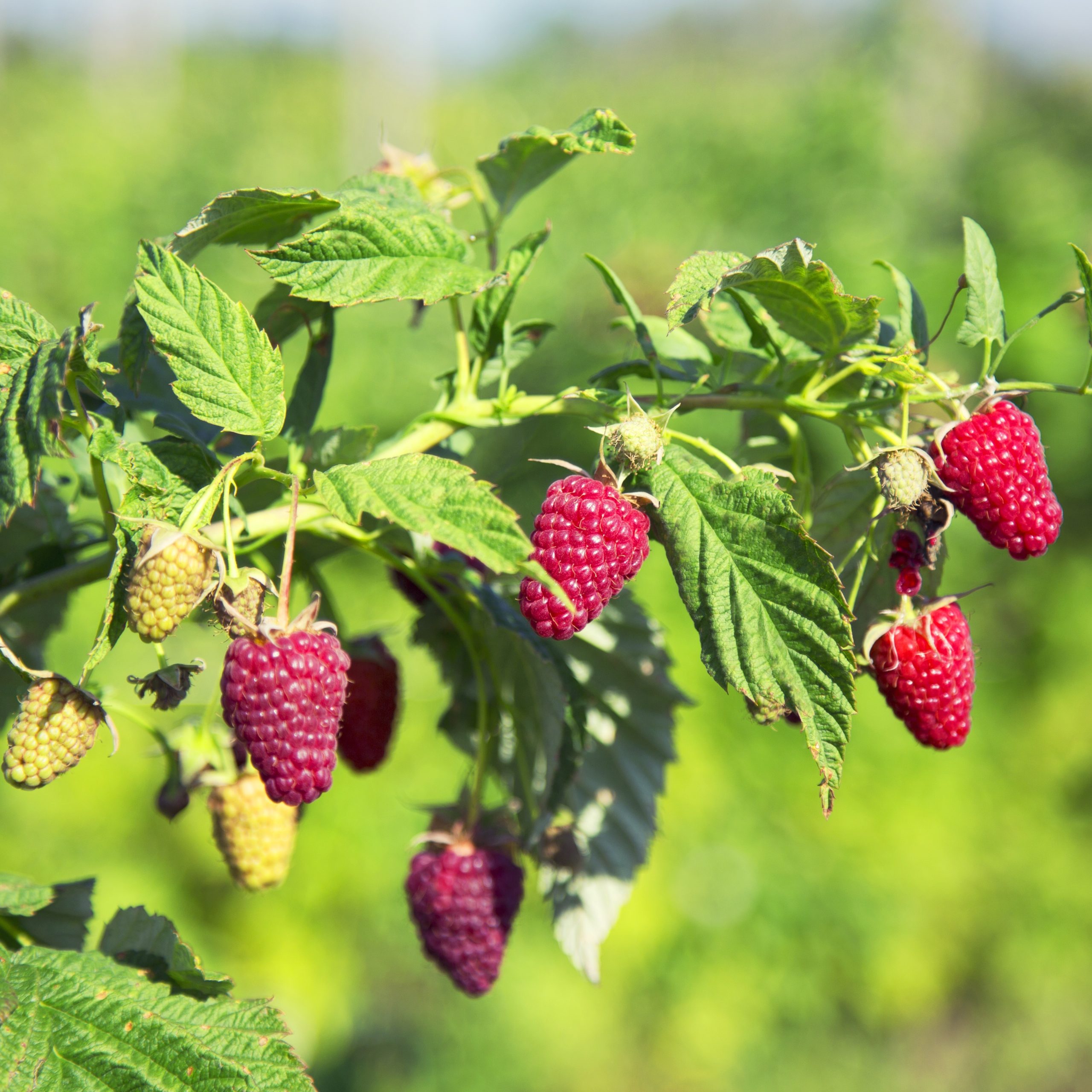 Rubus 'Caroline'