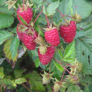 Rubus 'Eden'