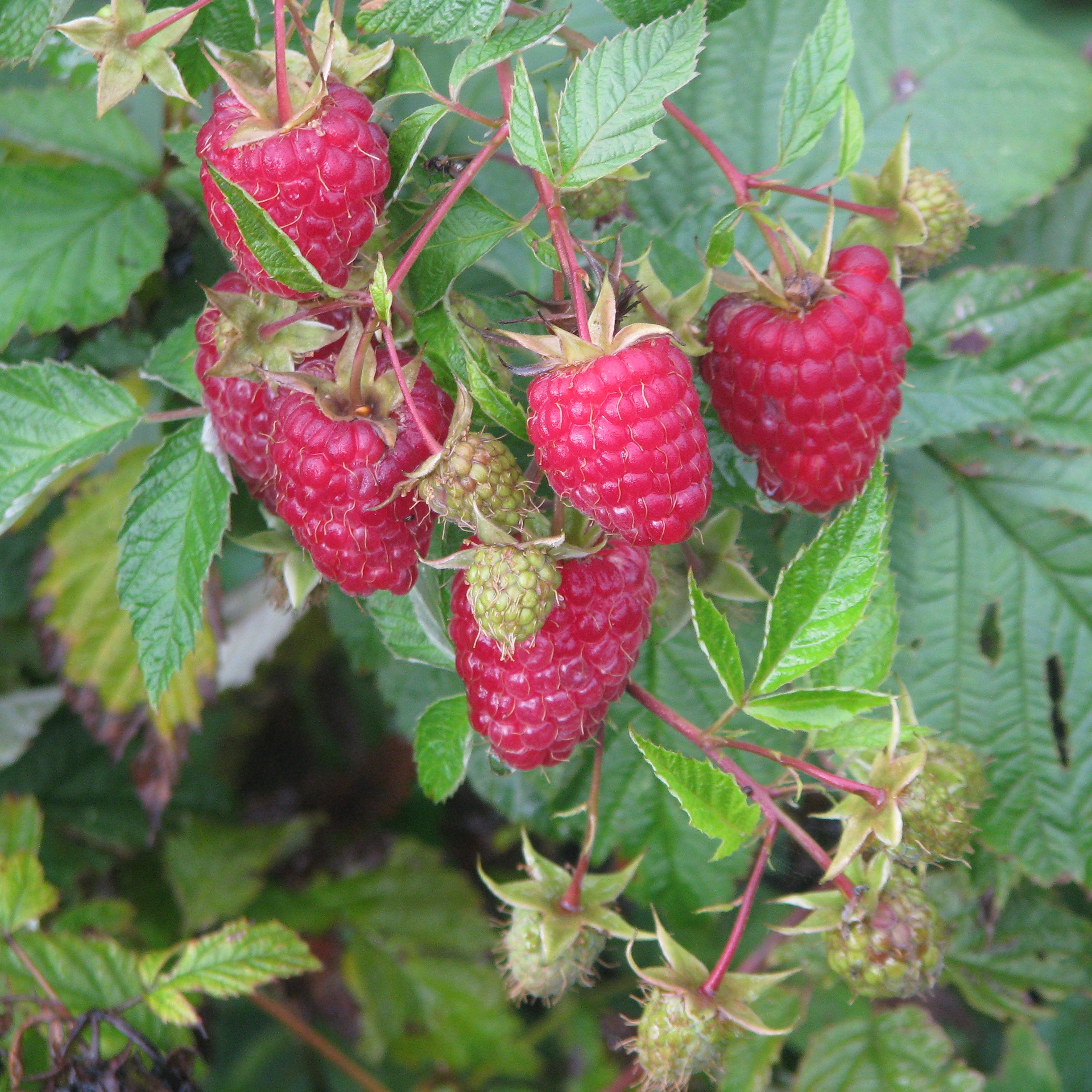 Rubus 'Eden'