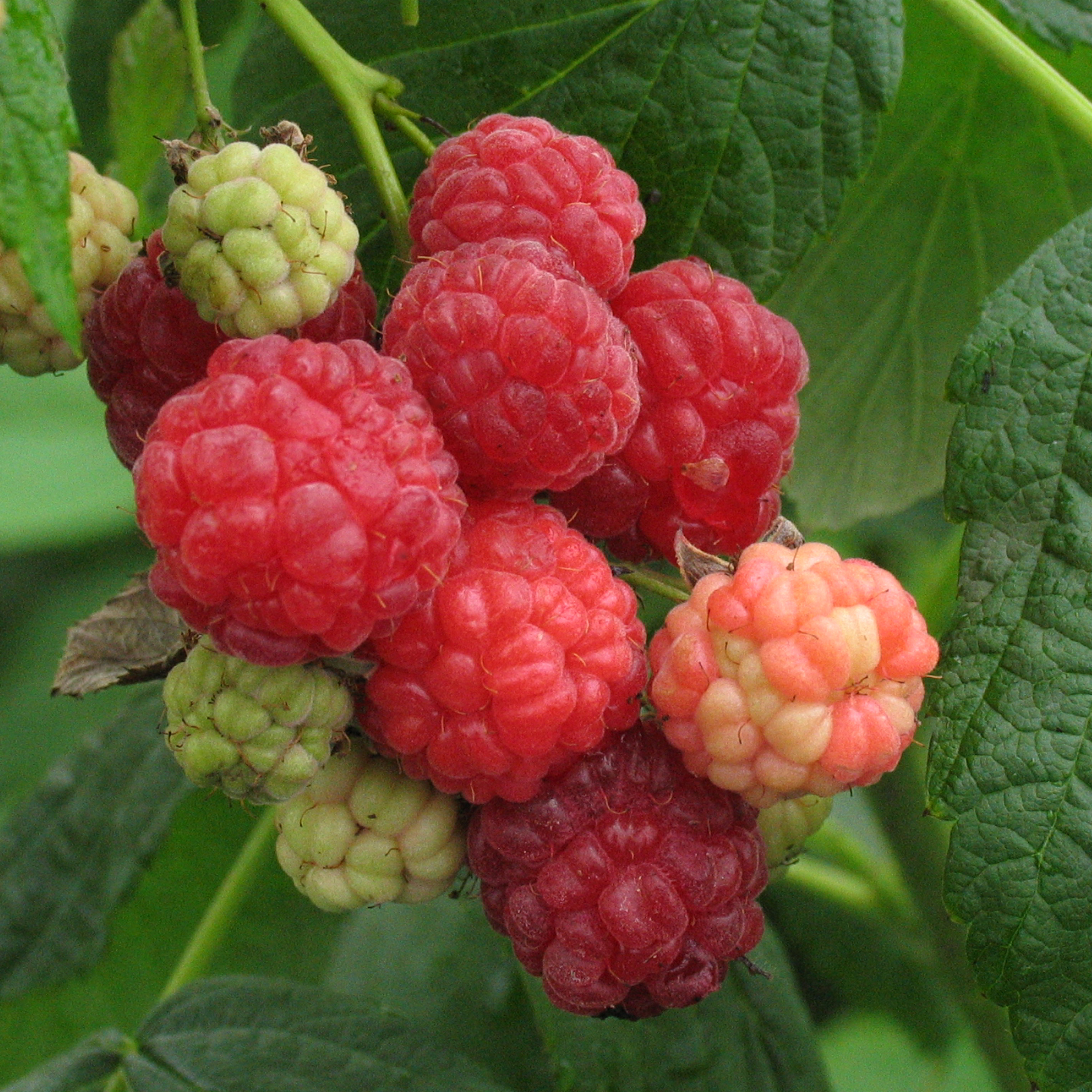 Rubus 'Festival'