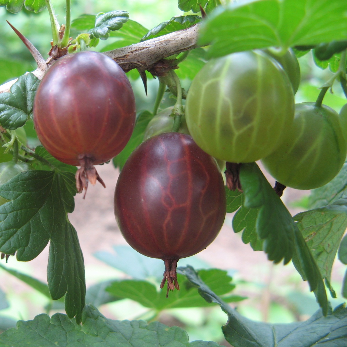 Ribes 'Hinnonmaecki Red'