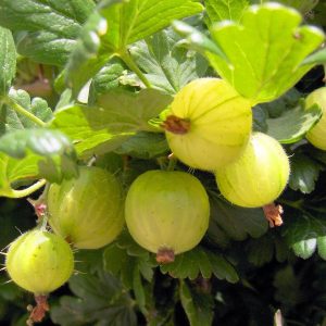 Ribes 'Hinnonmaecki Yellow'