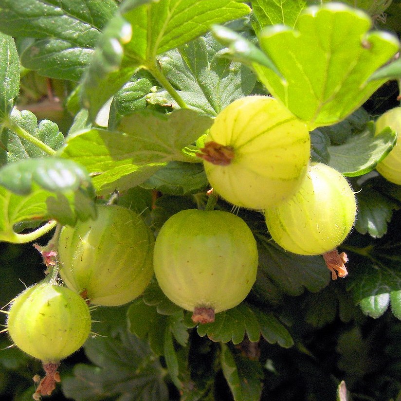 Ribes 'Hinnonmaecki Yellow'