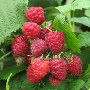 Rubus 'Heritage'