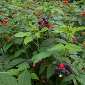 Rubus 'Hardy Black'