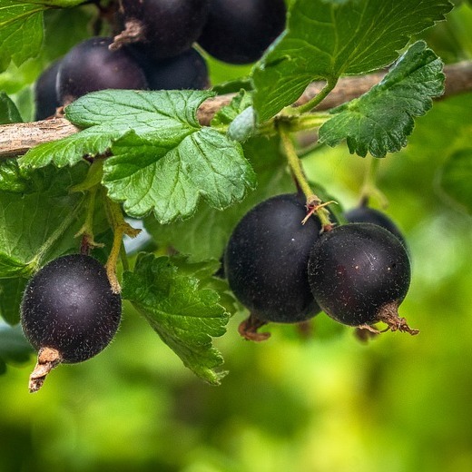 Ribes 'Josta'