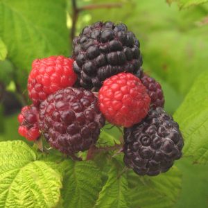 Rubus 'Jewel'