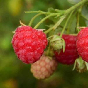Rubus 'Killarney'