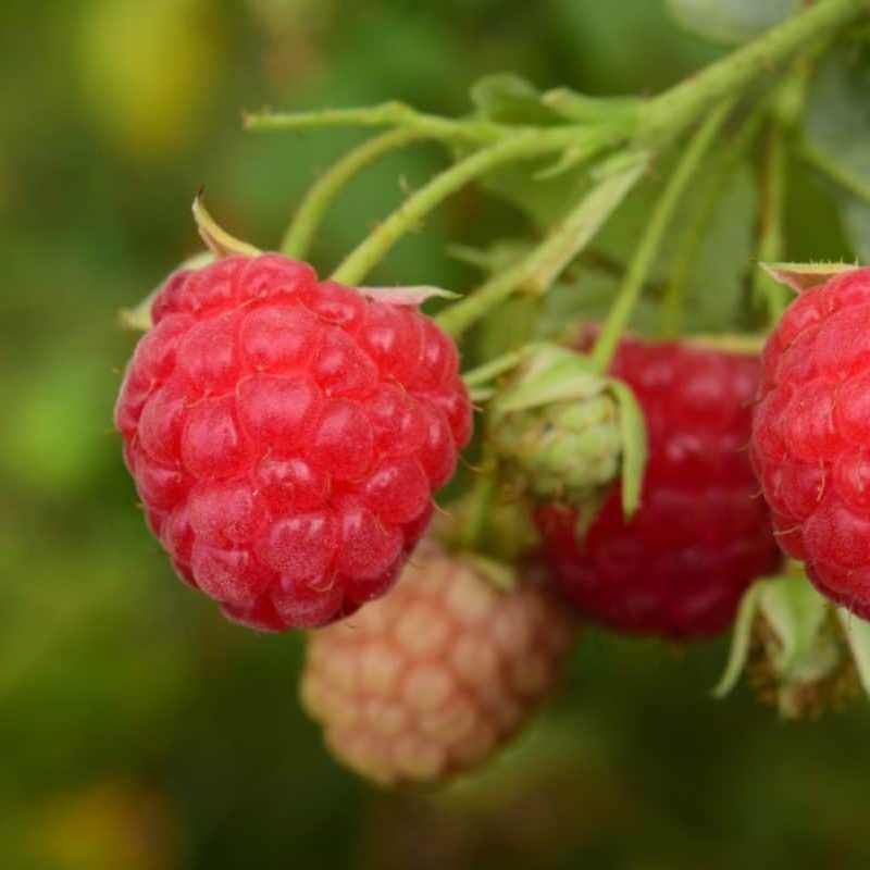 Rubus 'Killarney'