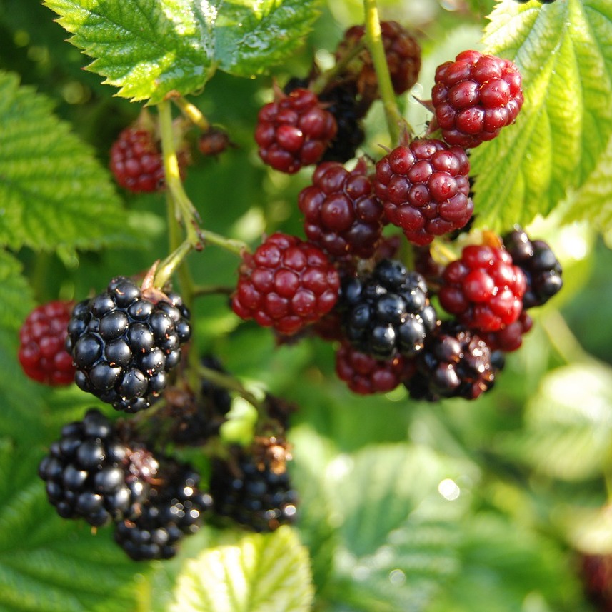 Rubus 'Perron Noir'