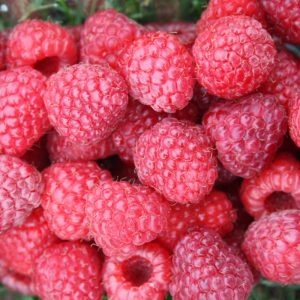 Rubus 'Prelude'
