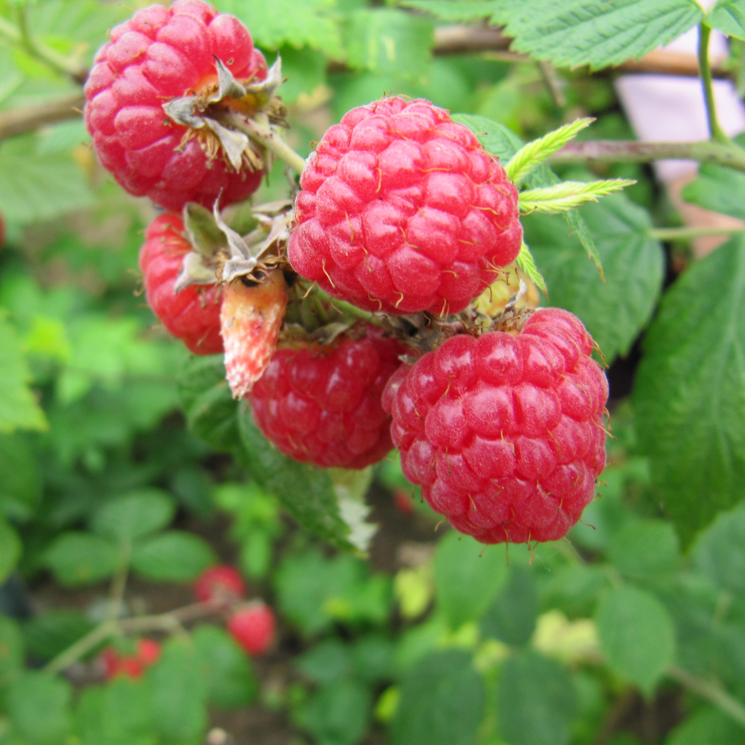 Rubus 'Pathfinder'