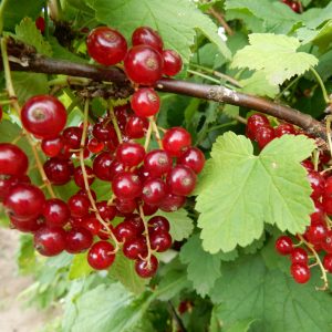 Ribes 'Rolam'