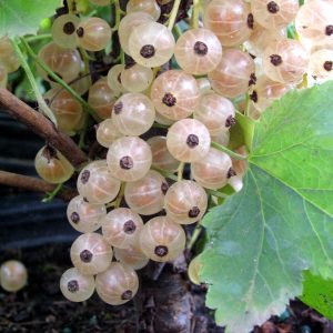Ribes 'White Pearl'