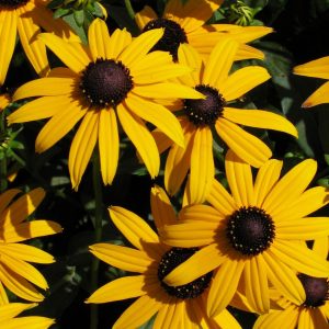 Rudbeckia fulgida 'Goldsturm'