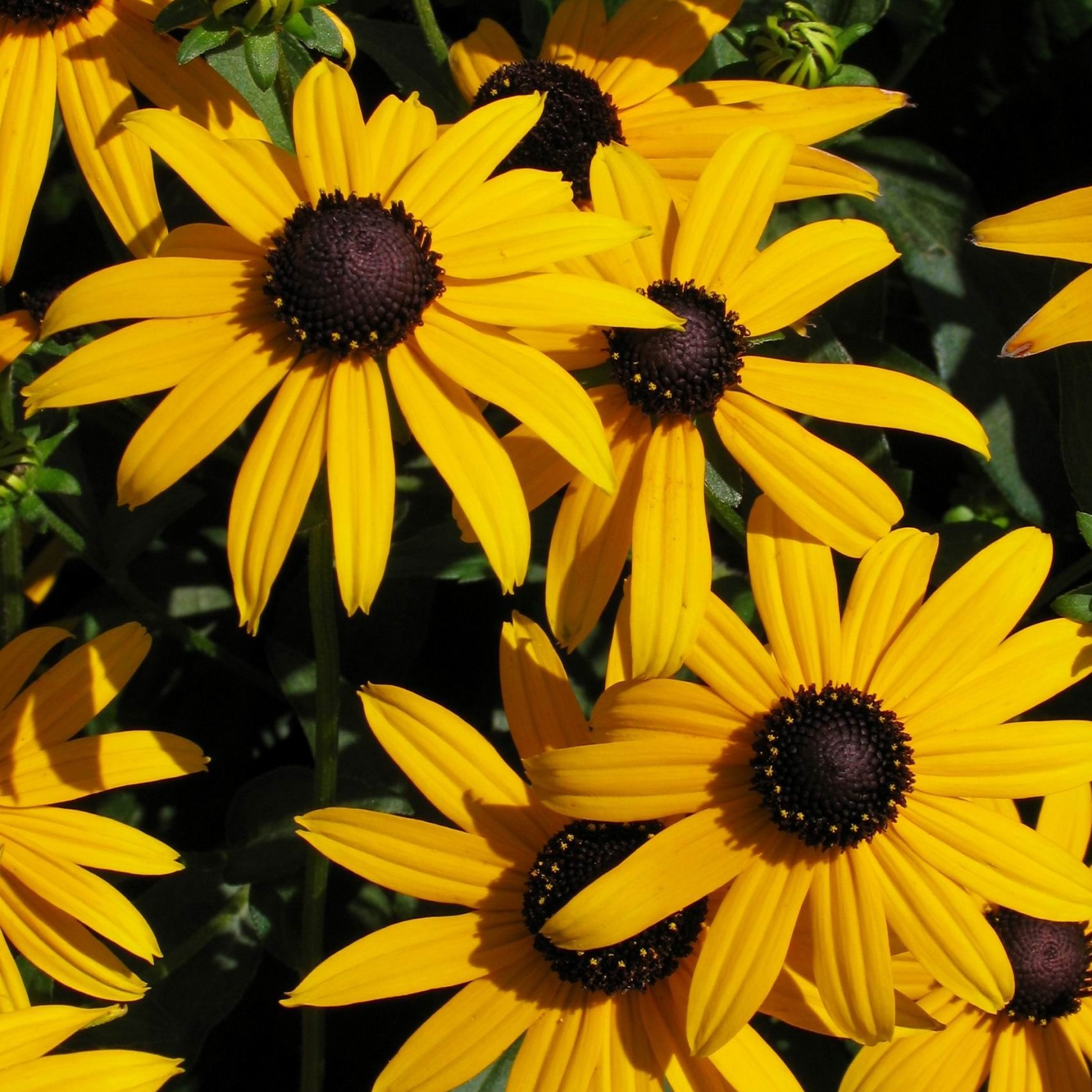 Rudbeckia fulgida 'Goldsturm'