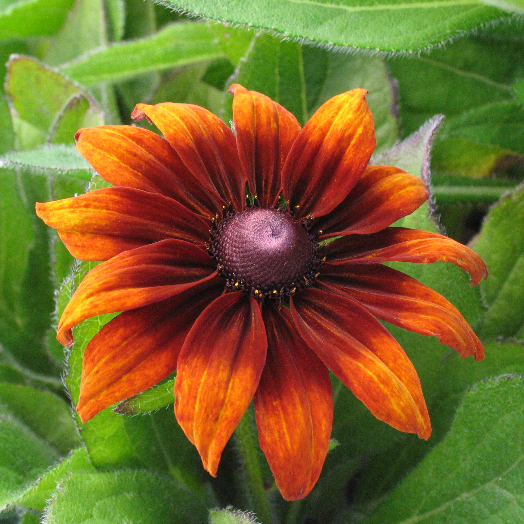 Rudbeckia hirta 'Autumn Colors'