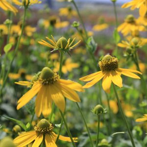 Rudbeckia laciniata
