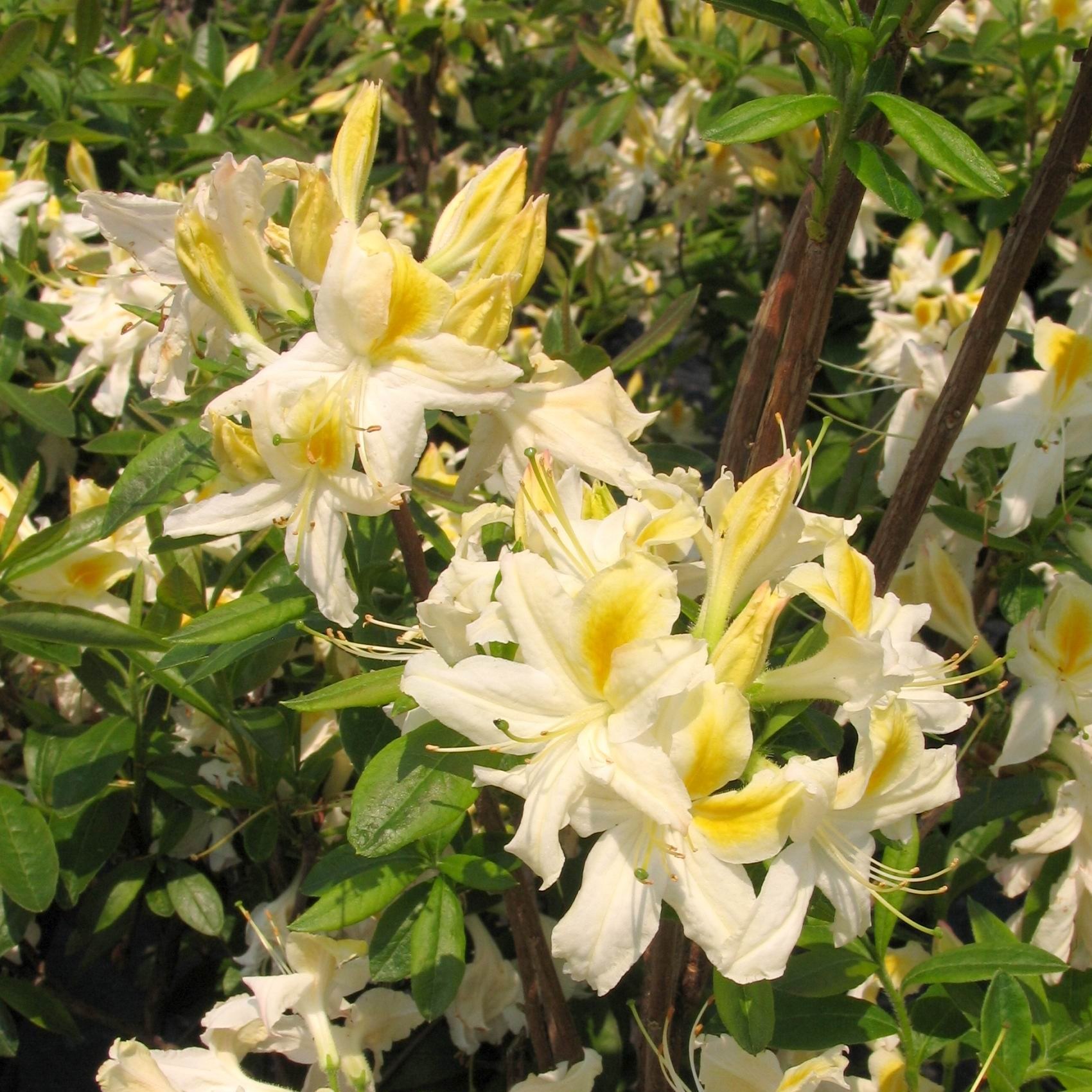 Rhododendron azalea 'Northern Hi Lights'