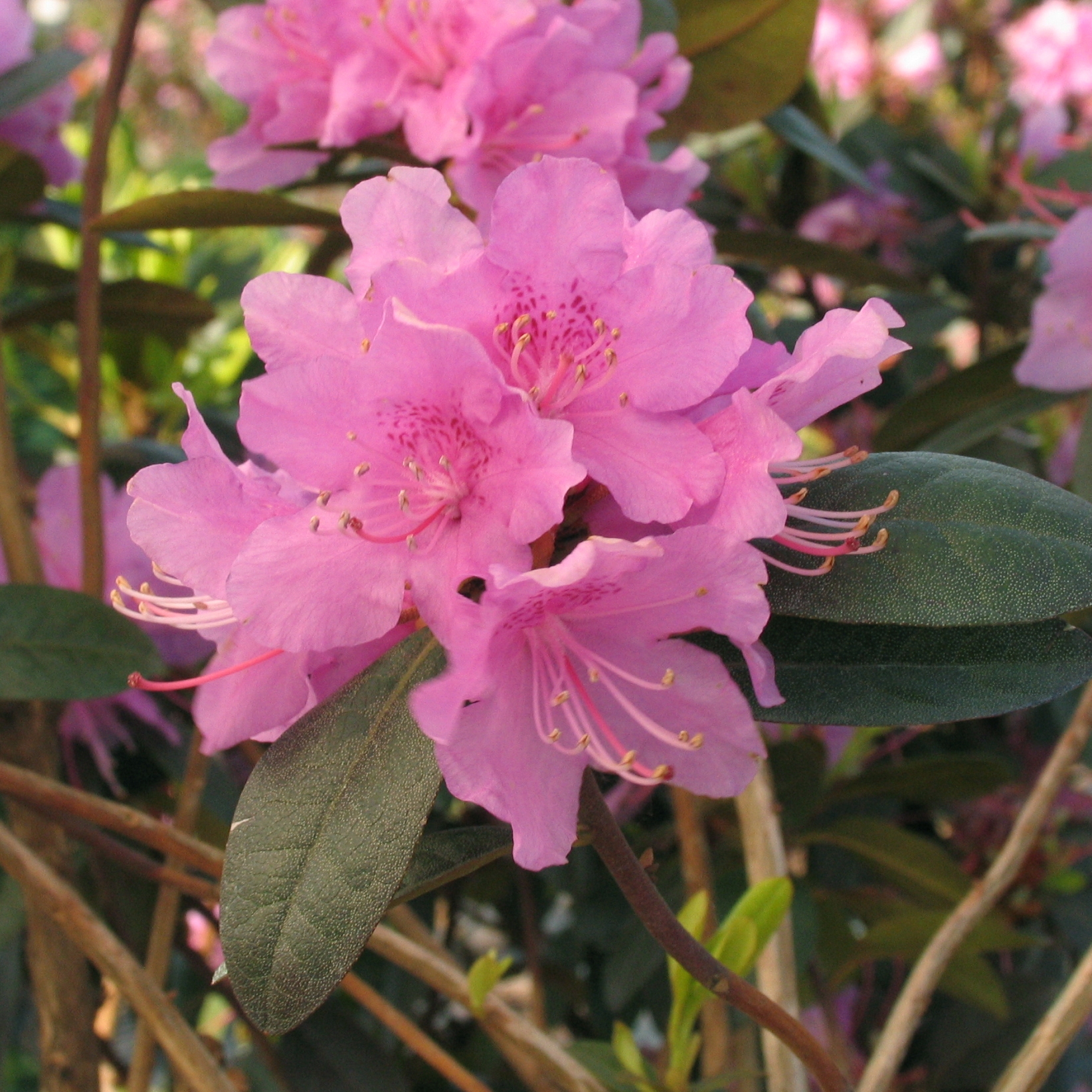 Rhododendron 'P.J.M. Elite'