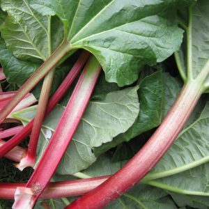 Rheum 'Canada Red'
