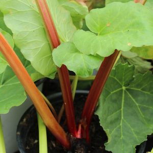 Rheum 'Glaskins Perpetual'