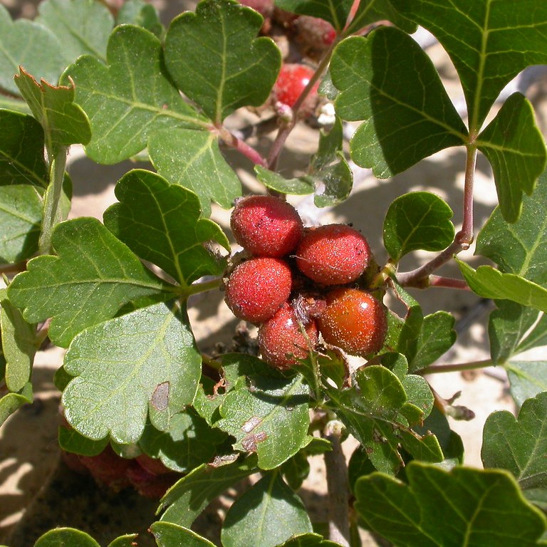 Rhus aromatica