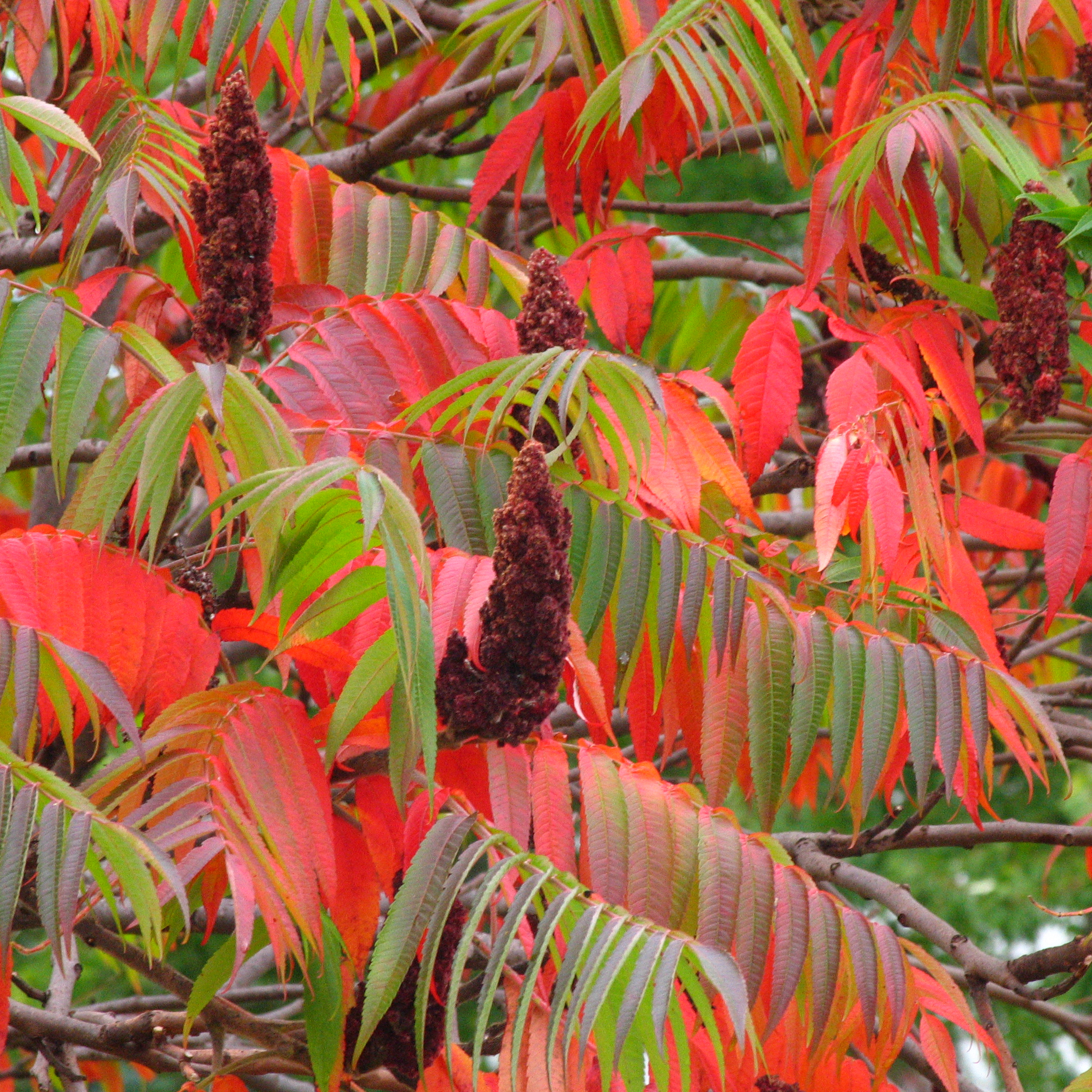 Rhus typhina