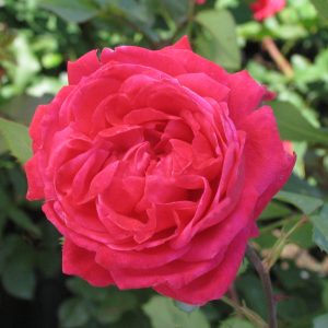 Rosa 'Alexander Mackenzie'