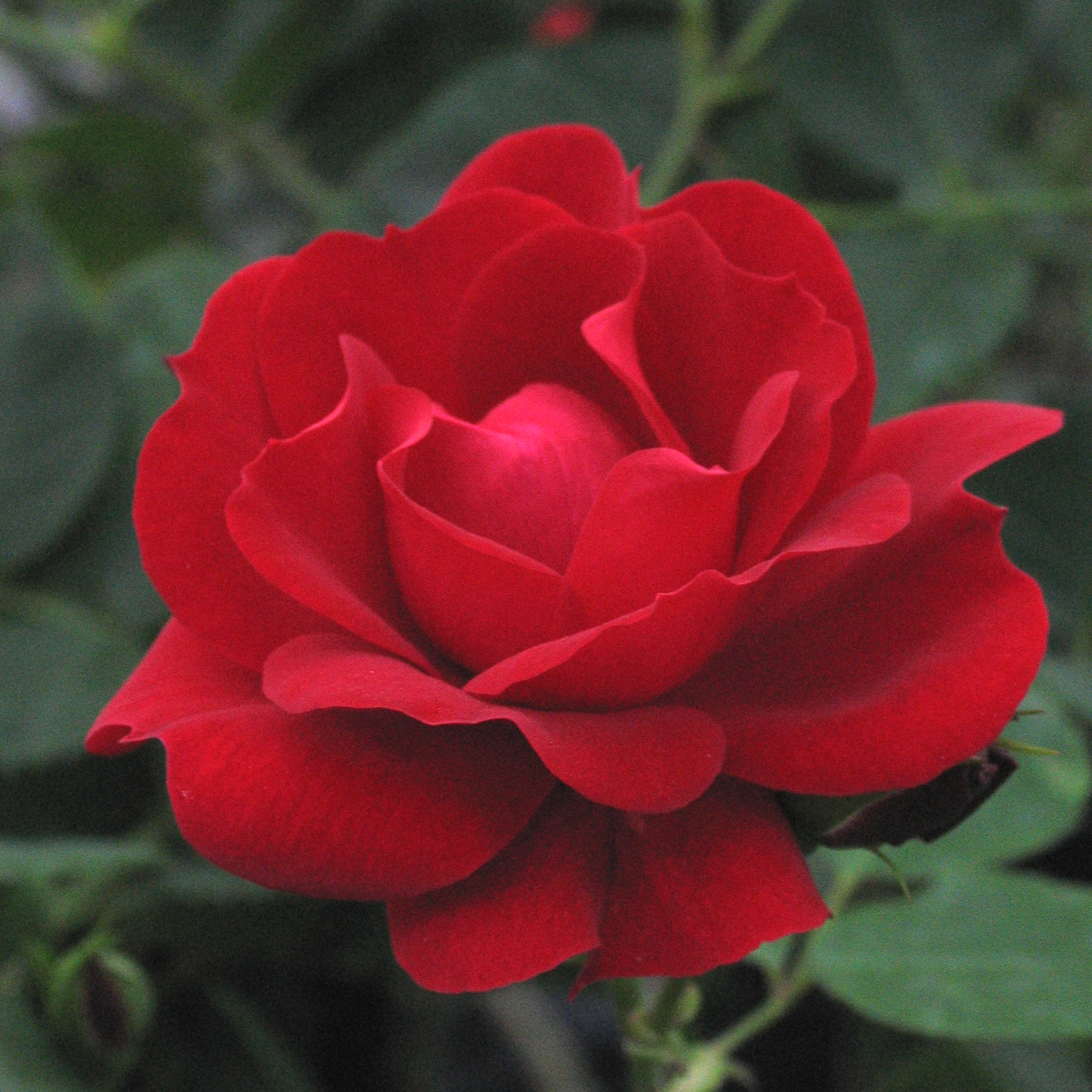 Rosa 'Champlain'