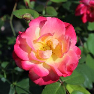 Rosa 'Campfire'