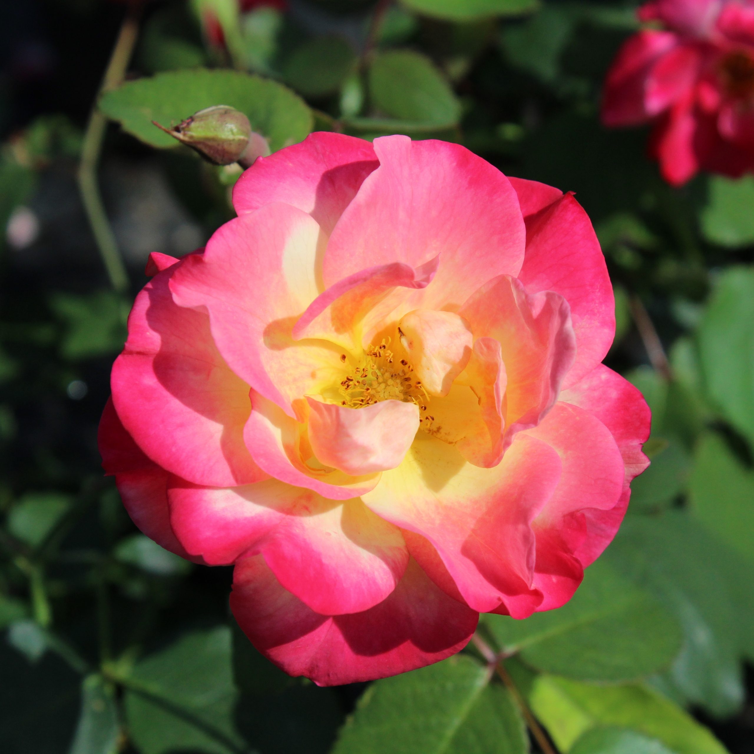 Rosa 'Campfire'