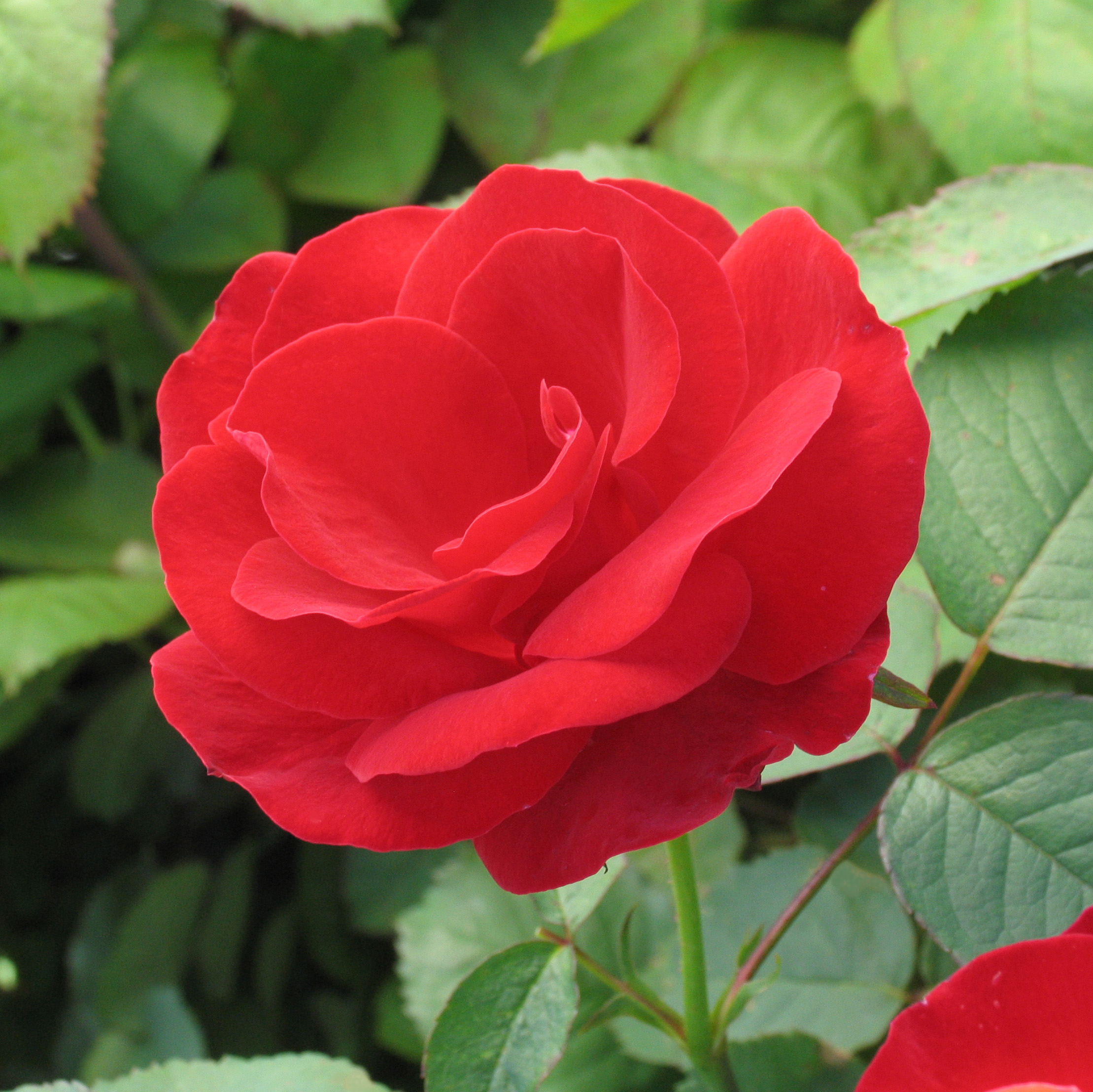 Rosa 'Emily Carr'
