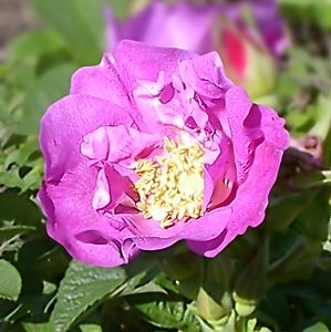 Rosa 'Foxi Pavement'